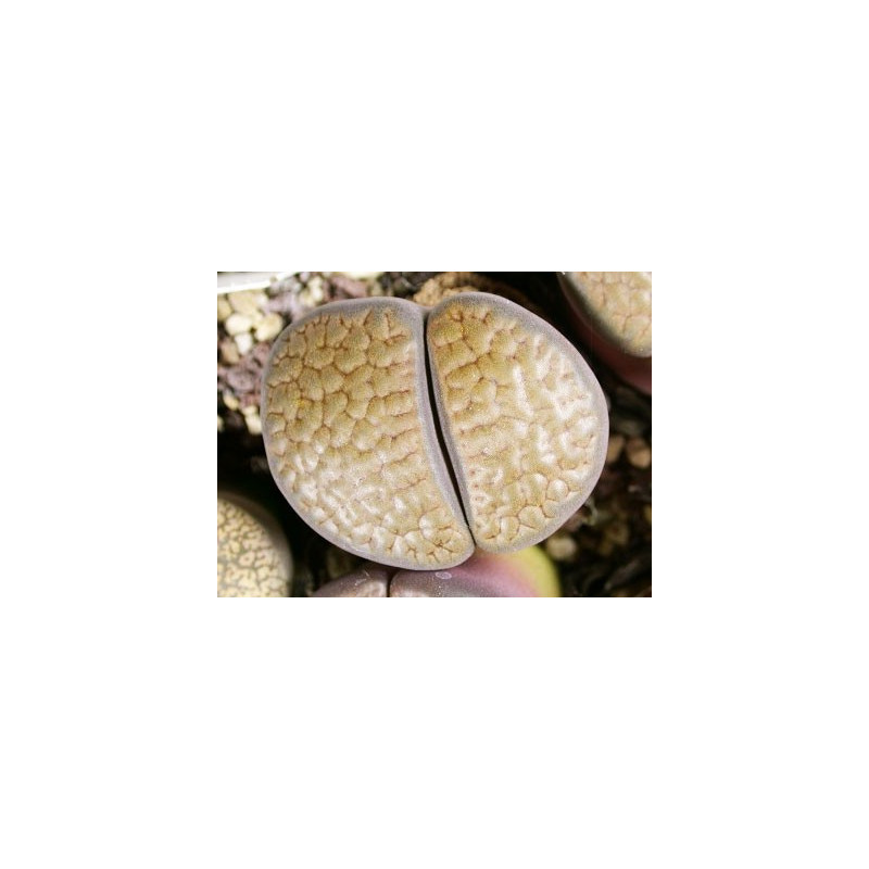 C19 - Lithops hookeri v. subfenestrata "brunneoviolacea"