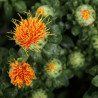 semillas cartamo safflower