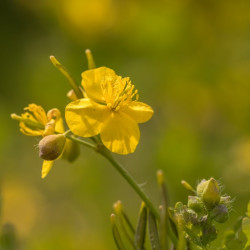 Celidonia mayor comprar semillas de chelidonium majus