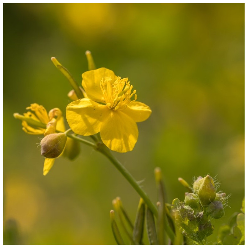 Celidonia mayor comprar semillas de chelidonium majus