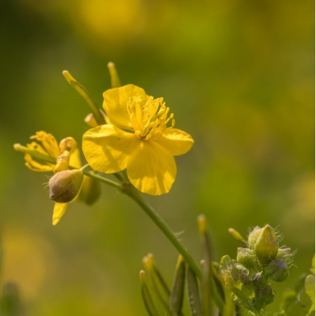 Celidonia mayor comprar semillas de chelidonium majus