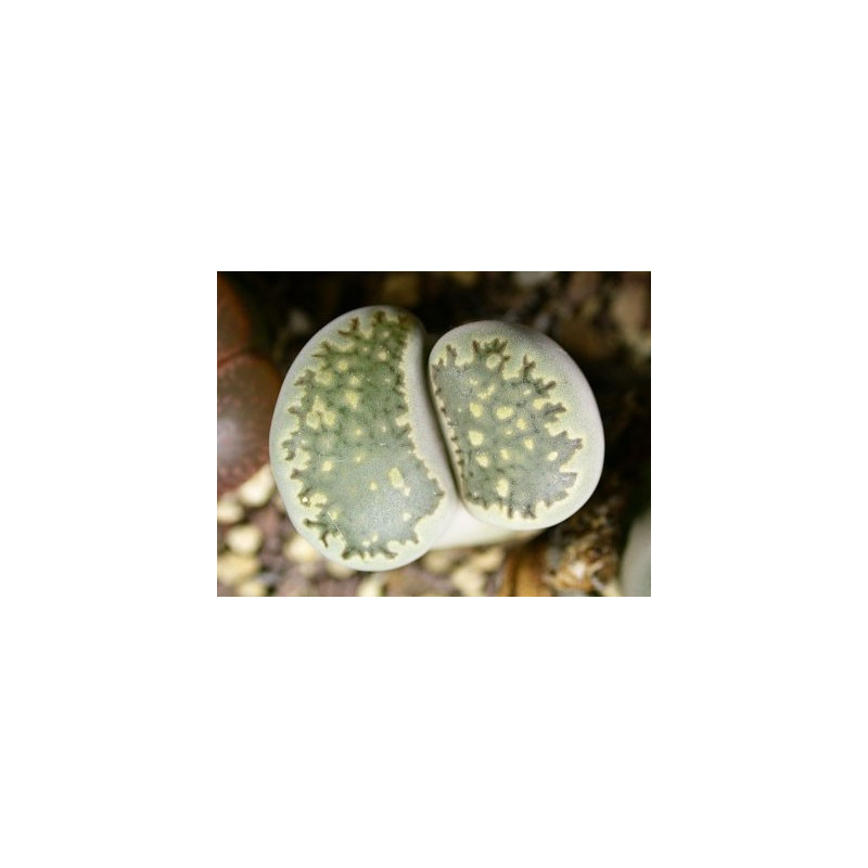 C34 - Lithops salicola