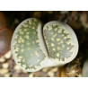 C34 - Lithops salicola