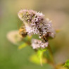 Menta piperita - 500 de semillas