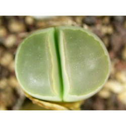 C55 - Lithops olivacea v. olivacea