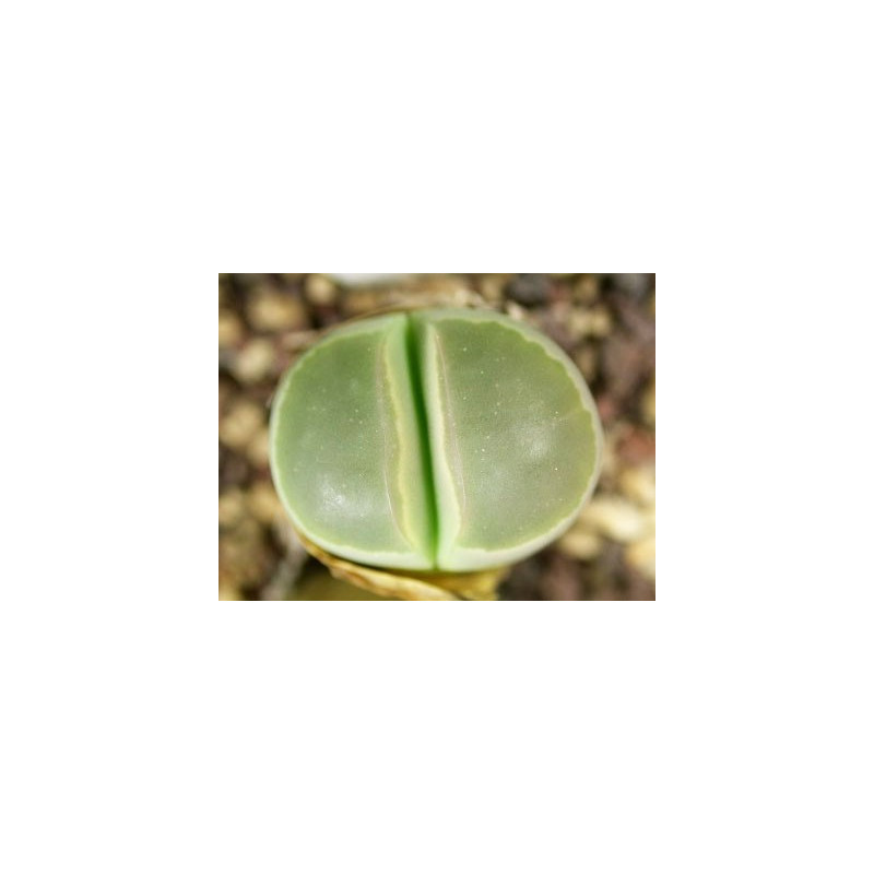 C55 - Lithops olivacea v. olivacea