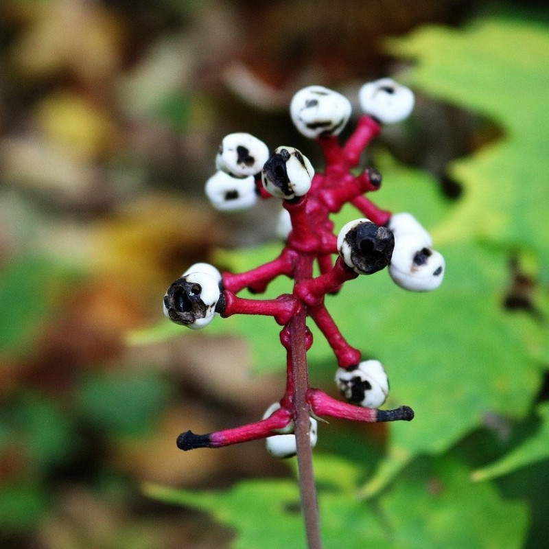 dolls eye semillas seeds doll's eye semillas actaea