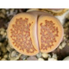 C98 - Lithops hallii v. ochracea