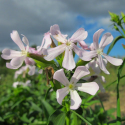 saponaria jabonera semillas