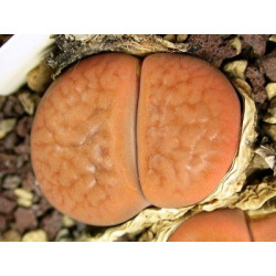 C118 - Lithops hookeri v. hookeri