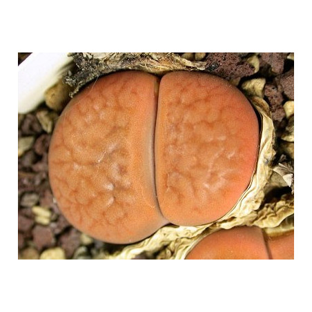 C118 - Lithops hookeri v. hookeri