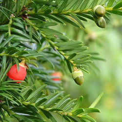 semillas de tejo arbol frutos rojos