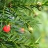 semillas de tejo arbol frutos rojos