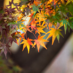 semillas de arce japonés acer palmatum