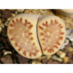 C121 - Lithops julii ssp. fulleri v. fulleri