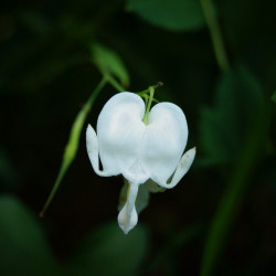 semillas flor corazón sangrante semillas dicentra