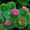 bardana semillas arctium lappa