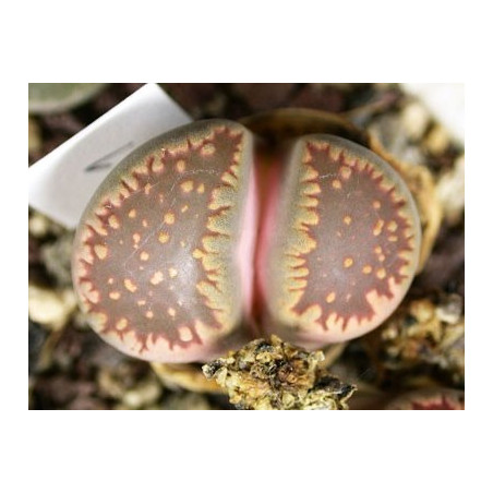 C231 - Lithops villetii ssp. deboeri