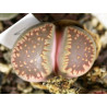 C231 - Lithops villetii ssp. deboeri