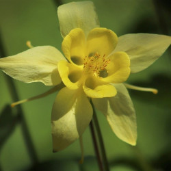 semillas de aquilea aquilegia seeds