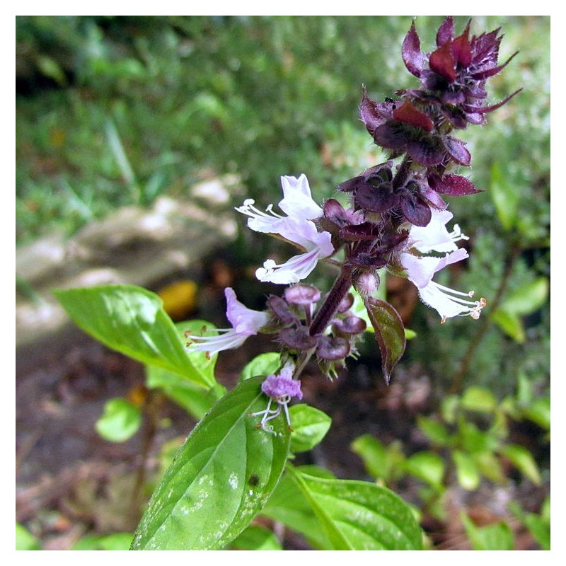 semillas albahaca canela cinnamon basil seeds ocimum semillas