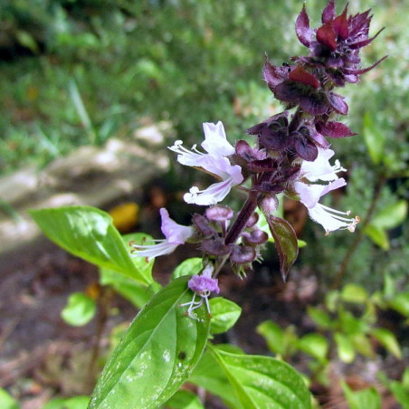 semillas albahaca canela cinnamon basil seeds ocimum semillas