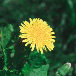 diente de león semillas taraxacum