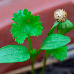 germinar semillas de cilantro