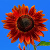 Red Sun girasol semillas comprar girasol Girasol "Red Sun" - Sobre 20 semillas