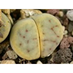 C250 - Lithops schwantesii ssp. schwantesii v. schwantesii