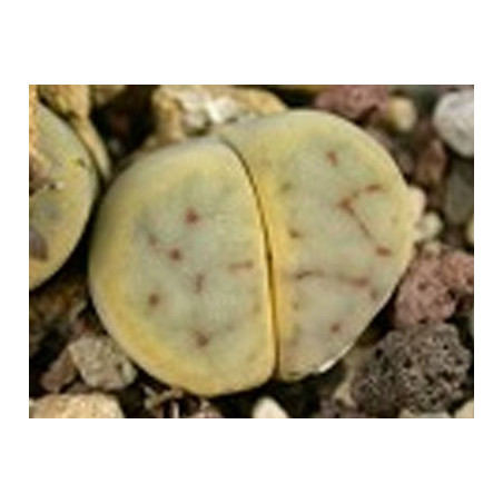 C250 - Lithops schwantesii ssp. schwantesii v. schwantesii