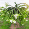 dragon fruit pitahaya seeds semillas de pitaya