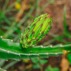 pitahaya seeds semillas pita