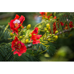 delonix regia semillas arbol flores rojas semillas