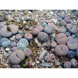 Lithops mixtos - Pack 1000 semillas