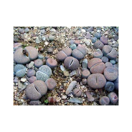 Lithops mixtos - Pack 1000 semillas