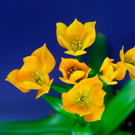 Ornithogalum dubium seeds semillas flores