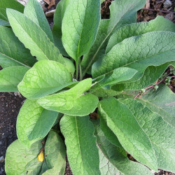 comfrey seeds sembrar consuelda