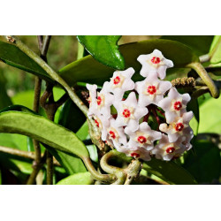 Hoya carnosa - 1 esqueje en maceta