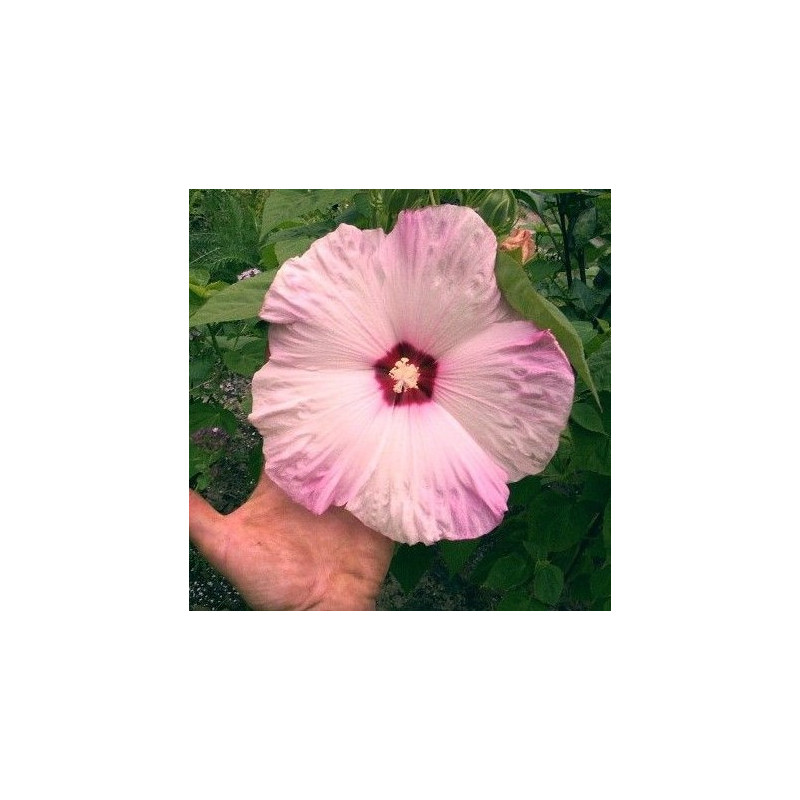 hibiscus moscheutos semillas hibisco rosa