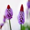 primula vialii seeds