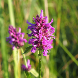 semillas de stachys officinalis