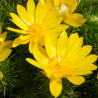 adonis vernalis flores amarilla desde semilla