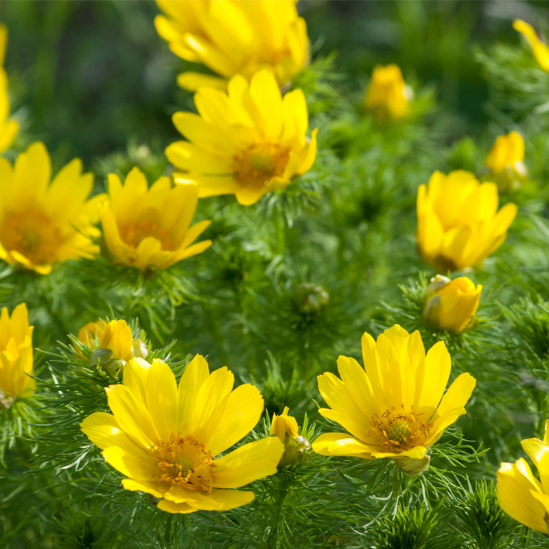 semillas de adonis vernalis