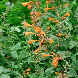 flor agastache aurantiaca semillas naranja