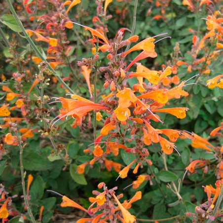 semillas de agastache aurantiaca