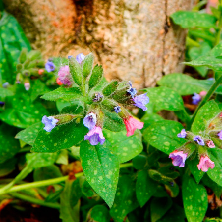 semillas de pulmonaria officinalis