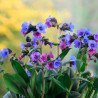 pulmonaria officinalis en semilla