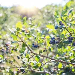 semillas de vaccinium myrtillus