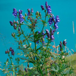 semillas de aconitum napellus